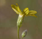 Carolina silkgrass